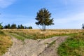 Gravel crossroads in the clearing with single tree in the middle, two different directions, choosing the way concept