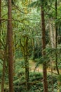 distant path leading through forest