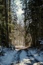 gravel dirt road in the forest Royalty Free Stock Photo