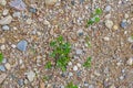 gravel dirt road texture with sand and pebbles