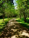 Gravel driveway lined with crape myrtle trees Royalty Free Stock Photo