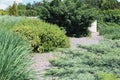 Gravel path between conifers and dasiphora in garden Royalty Free Stock Photo