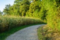 Gravel Path Through Forest and Cornfields Royalty Free Stock Photo