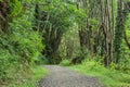 gravel path through a forest