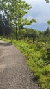 Gravel path through the forest Royalty Free Stock Photo