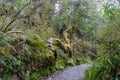 Gravel path in a forest with trees in moss Royalty Free Stock Photo