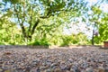 Gravel path in garden on summer day. Royalty Free Stock Photo