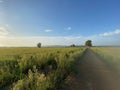 Gravel path on a green rice field plain landscape with yellow sun rising on a blue sky in Pals, Catalonia Royalty Free Stock Photo