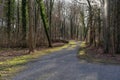 Gravel path in illuminated riparian woodland in springtime