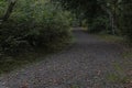 Gravel path leading through a dense green forest Royalty Free Stock Photo