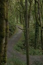 Gravel path leading through a dense green forest Royalty Free Stock Photo