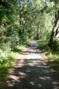 Gravel path leading into the distnace in an endless summer forest