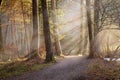 Gravel path leading through misty autumn forest with sunrays. Concept of Hiking, Relaxation, recreation, Royalty Free Stock Photo