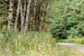 gravel path leading by small grouping of birch trees