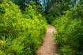 Gravel path in a lush green forest