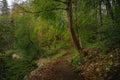 Gravel path passing through a green forest along a river bank