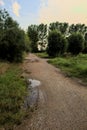 Gravel path with puddles next to a grove at sunset Royalty Free Stock Photo