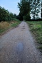 Gravel path with puddles next to a grove at sunset Royalty Free Stock Photo