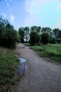 Gravel path with puddles next to a grove at sunset Royalty Free Stock Photo