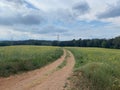 Gravel path rural road crossing a yellow rapeseed field Royalty Free Stock Photo