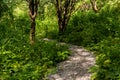 Gravel path in summer park with willows Royalty Free Stock Photo