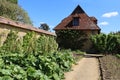 A gravel path with very healthy looking rhubarb plants growing in the kitchen garden of an old English country manor house Royalty Free Stock Photo