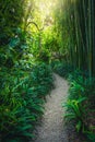 Gravel pathway with bamboos in the botanical garden, Menton, France Royalty Free Stock Photo