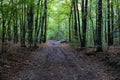 Gravel Pathway Royalty Free Stock Photo