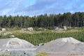 Gravel pit or gravel quarry, reforested part of land full of young and small spruce trees and a forest in the background. Large