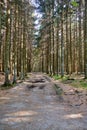 Gravel road through the Almidingen forest, Bornholm island, Denmark Royalty Free Stock Photo