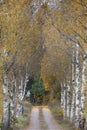 Gravel road along the edges of birch trees with yellow foliage. Autumn day. Royalty Free Stock Photo