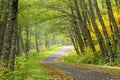 Gravel road through arched trees over road in fall along Old Cascade Highway Royalty Free Stock Photo