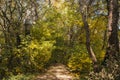 Gravel road in the autumn forest. The road is strewn with yellow leaves. Nature in the fall. Royalty Free Stock Photo