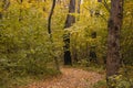 Gravel road in the autumn forest. The road is strewn with yellow leaves. Nature in the fall. Royalty Free Stock Photo