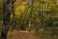 Gravel road in the autumn forest. The road is strewn with yellow leaves. Nature in the fall. Royalty Free Stock Photo