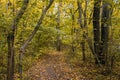 Gravel road in the autumn forest. The road is strewn with yellow leaves. Nature in the fall. Royalty Free Stock Photo