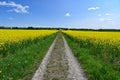 gravel road through colorful yellow fields canola fields Royalty Free Stock Photo