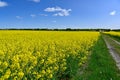 gravel road through colorful yellow fields canola fields Royalty Free Stock Photo