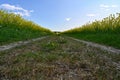gravel road through colorful yellow fields canola fields Royalty Free Stock Photo