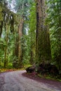 Gravel road curving around giant Redwood tree in forest Royalty Free Stock Photo