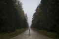 Gravel road in dark forest in rainy weather Royalty Free Stock Photo