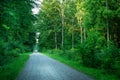 A gravel road through a dense green forest Royalty Free Stock Photo