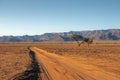 Gravel road in desert Royalty Free Stock Photo