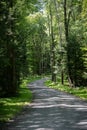 Gravel Road in the Forest Royalty Free Stock Photo