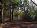 Gravel Road Disappearing Into Green Forest Royalty Free Stock Photo