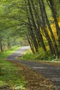 Gravel road in fall passed arched trees as leaves line the loose road surface Royalty Free Stock Photo