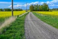 Gravel road through fields of rapeseed flowers Royalty Free Stock Photo
