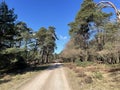 Gravel road through the forest around Uddel