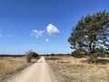 Gravel road through the forest