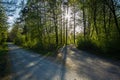 A gravel road fork, green trees and sunlight Royalty Free Stock Photo